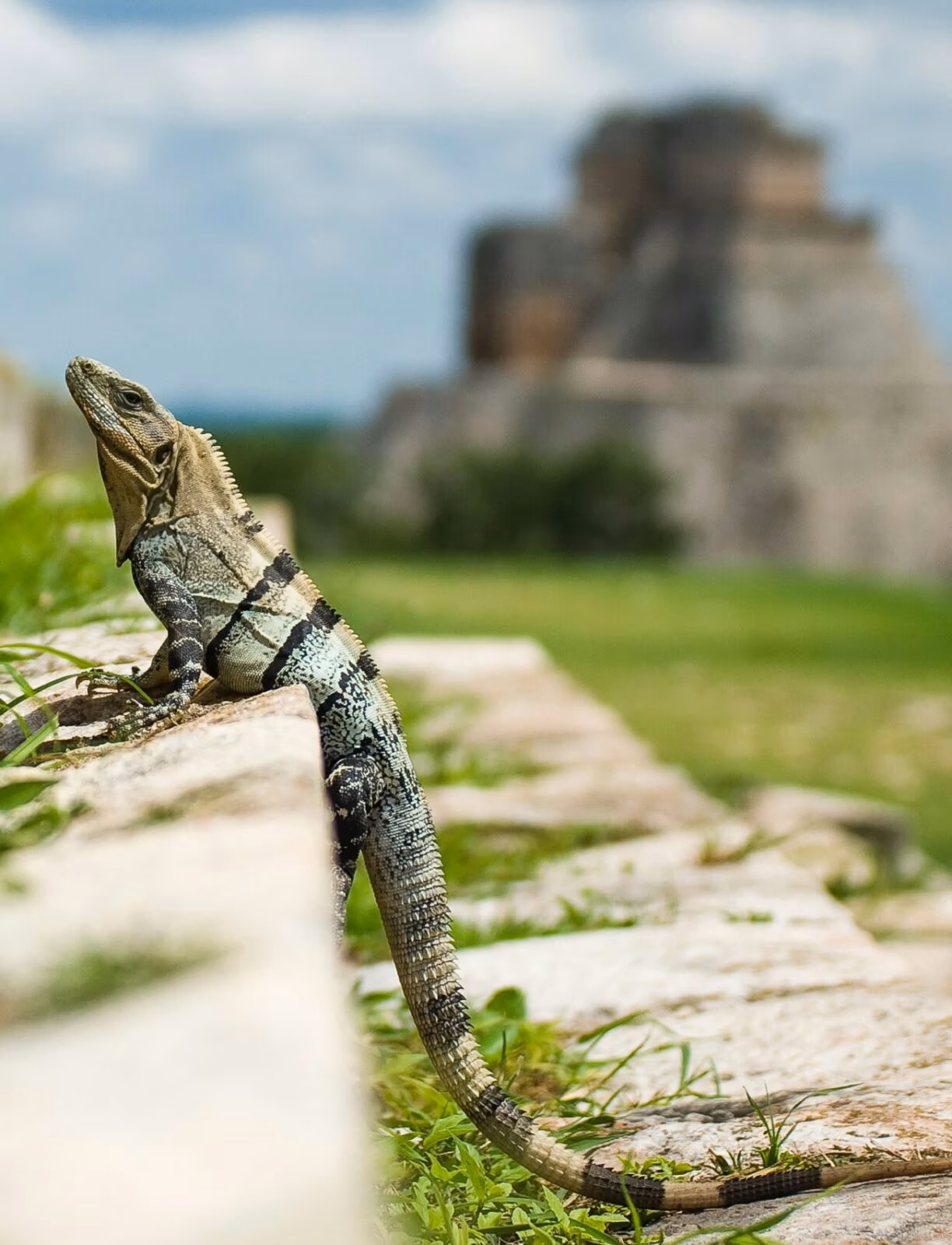 Iguana basking on a stone wall with an ancient Mayan ruin in the background.