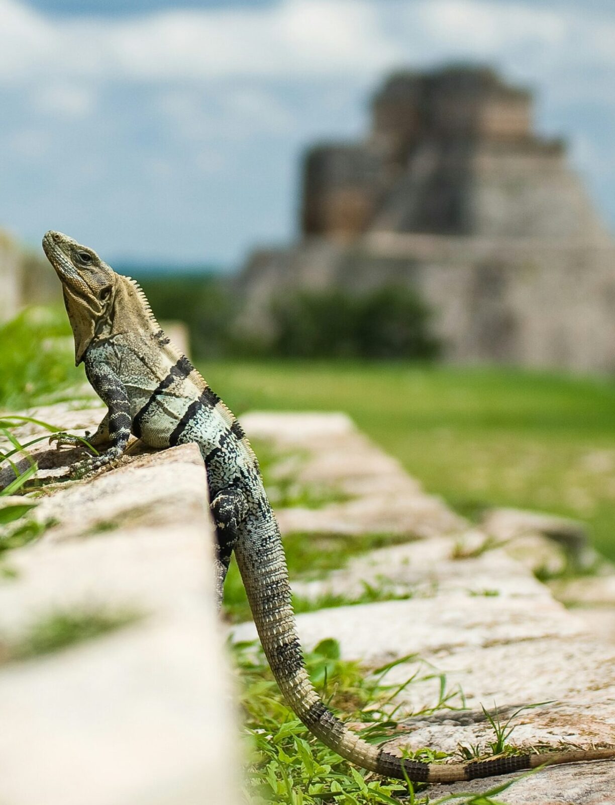 Iguana basking on a stone wall with an ancient Mayan ruin in the background.