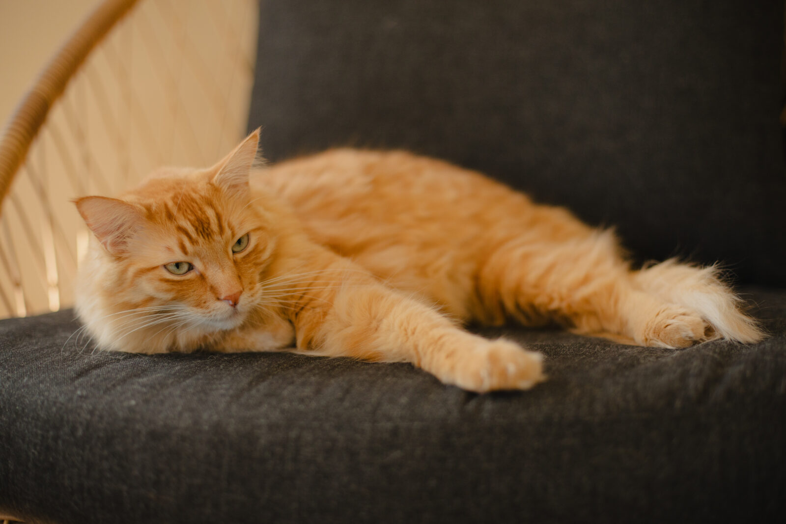 Orange tabby cat reclining on a dark upholstered chair, relaxed with one paw stretched forward.